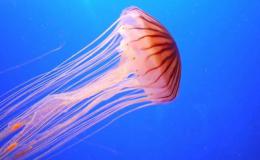 Jellyfish Museum in Kiev